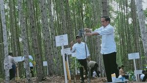 Presiden: IKN Kembalikan Hutan Tropis Kalimantan