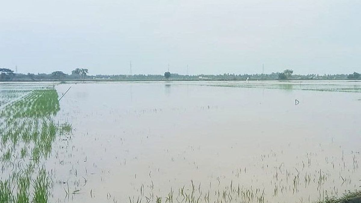 1.401 Hektare Sawah di Aceh Utara Terendam Banjir