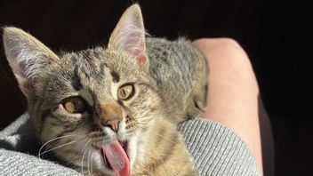 Cek Fakta: Ibu Hamil yang Berdekatan Dengan Hewan Peliharaan Kucing Bisa Berbahaya bagi Janin, Benarkah?