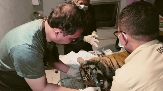 RS Hewan Sumbar: Batang Tenggorokan Pecah Penyebab Matinya Harimau di Agam 
