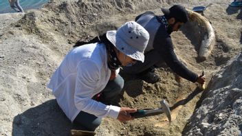 Tengkorak Gajah Berusia 7,7 Juta Tahun Mengungkap Ekosistem Purba Turki