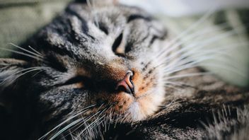 5 Fakta Menarik Tentang Kucing dan Elusan Tangan Manusia