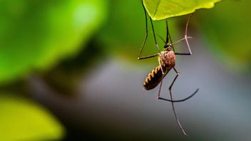 コロナウイルスの新しい変異体は、アフリカで新しいマラリア蚊の変異体を出現