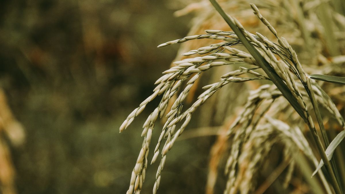 Rice Prices In West Java Rise Despite The Surplus, Ridwan Kamil: Don't Make A Difference