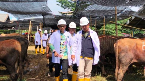Jelang IdulAdha, Pengawasan Hewan Kurban Perlu Diperketat untuk Cegah Antraks