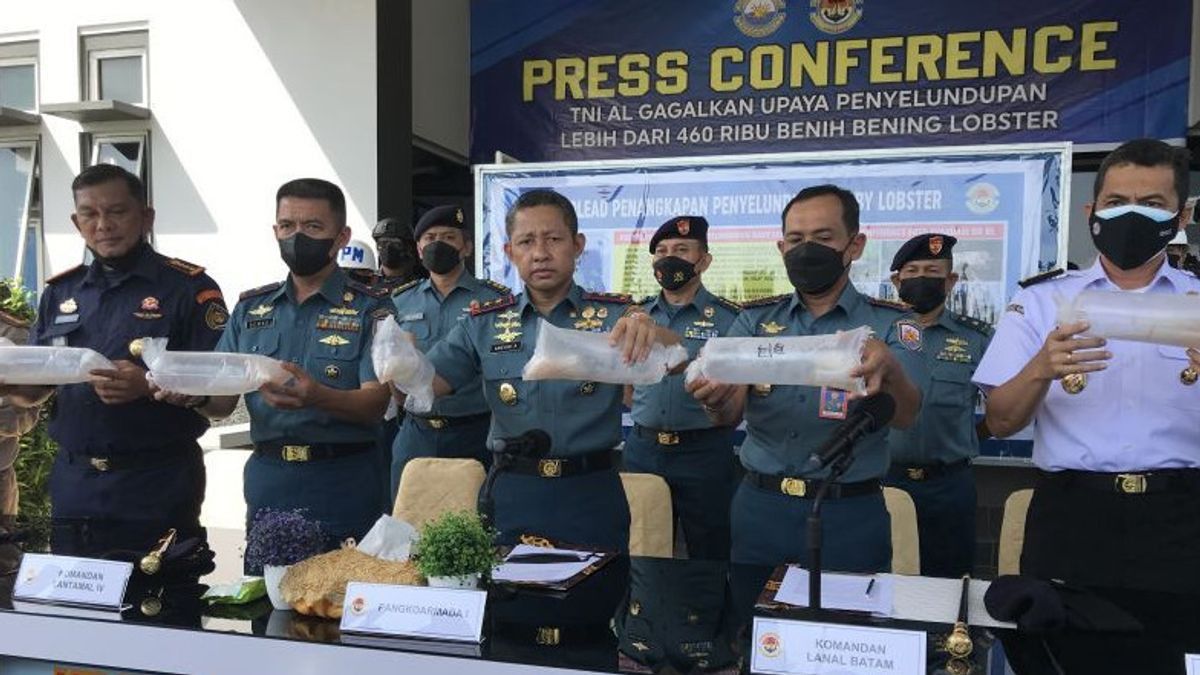 TNI AL Berhasil Gagalkan Penyelundupan 466.000 Benur Lobster Seharga Rp46,7 Miliar