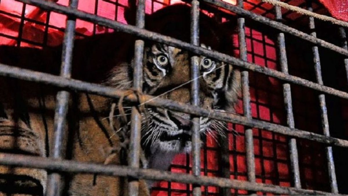 BKDSA Jambi Immediately Released The Sumatran Tiger At TNKS