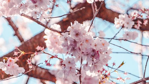 Selain Jepang, 5 Tempat Wisata Terbaik untuk Menikmati Taman Bunga Sakura