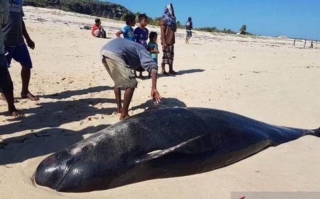 Belasan Paus Pilot Terdampar di Pesisir Pantai NTT