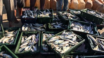 Good News From West Sulawesi, Three Fishery Commodities Encouraged For Regional Economic Development