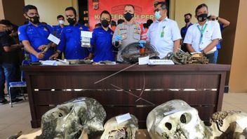 Aceh Police Arrest 11 Perpetrators Involved In Killing 5 Sumatran Elephants, NGOs Ask For Maximum Punishment