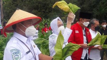 BMKGがタバコ農家に雨季の気象条件の監視を依頼