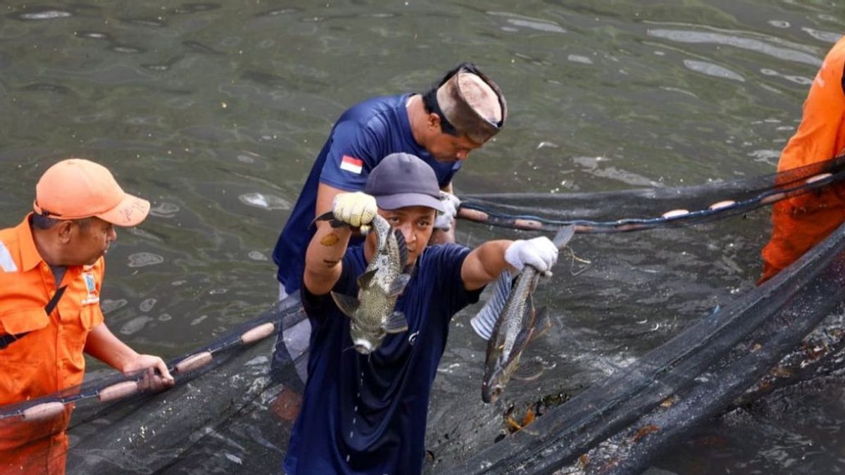 Ikan Sapu-Sapu dan Masalah Ciliwung