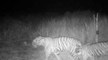 欧兰卡普相机BKSDA 廖内在拉努斯西亚克湾记录2只老虎