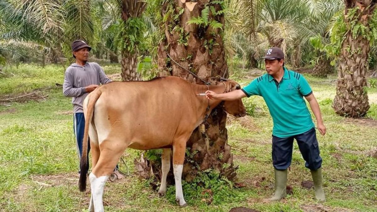 ムコムコ農業事務所は、9月に何百頭もの完成した牛にジェンブラナワクチンを提供することを目標としています