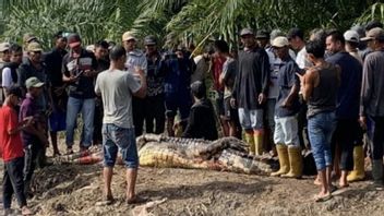 Pria di Rohil Riau Tewas Diterkam Buaya Saat Memancing