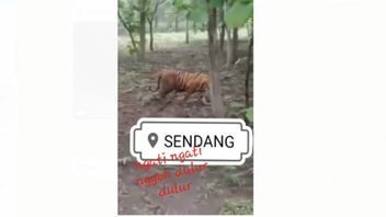 Observation Virale Du Tigre Sur Le Mont Wilis, BKSAD Blitar: Ce N’est Pas En Indonésie, Mais En Inde