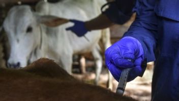 746，243头奶牛接种了口蹄疫疫苗