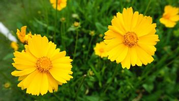 5 Types Of Flower Ornamental Plants That Are Easy To Care For