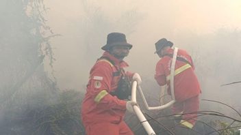 Saat Manggala Agni Padamkan Karhutla di Riau, Tiba-tiba Muncul Harimau Sumatera di Lokasi Kebakaran