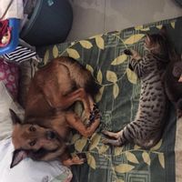 Catatan untuk Pemilik Hewan Peliharaan yang Kebanjiran