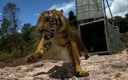 Harimau Sumatra Suro Dilepasliarkan di Taman Nasional Gunung Leuser