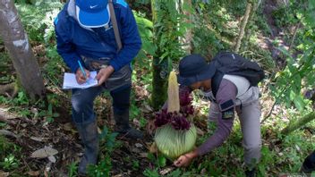 Amorphophallus Bunga Endemik Sumatera Ditemukan di Agam, Ketinggian Tanaman 113 Cm