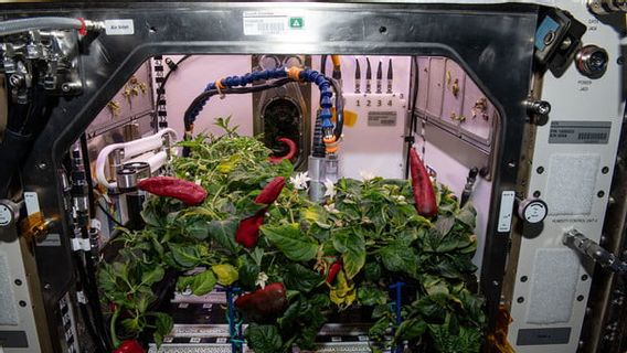 Astronautes Sur La Station Spatiale 2nd Chili Harvest, Cette Fois Est Plus Difficile!