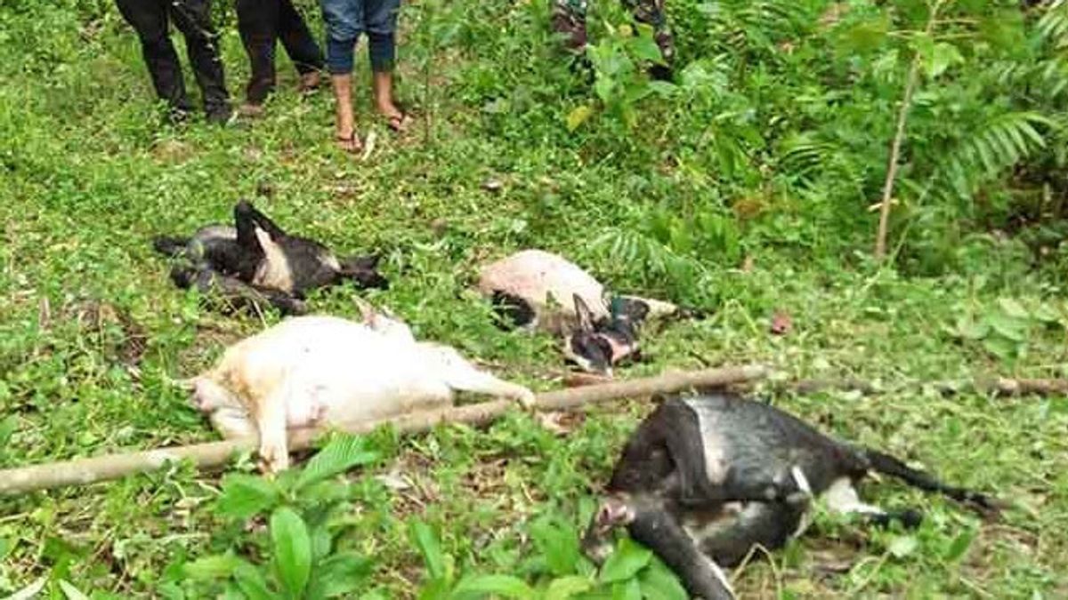 南アチェ住民のスマトラトラ獲物家畜