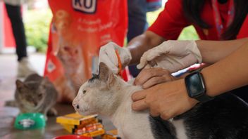 国際猫の日、クチンクは猫愛好家コミュニティと共に野良猫ケア活動を祝う