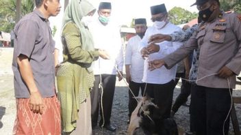 Pemkab Aceh Barat Serahkan Bansos Ternak kepada Kelompok Tani Desa Kuala Manyeu