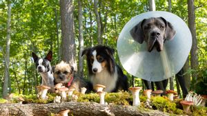 Review Film <i>Strays</i> (2023): Petualangan Anjing yang Benar-Benar Liar