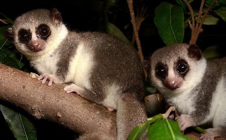 Peneliti Ungkap Lemur Dapat Membantu Membuka Potensi Manusia Berhibernasi