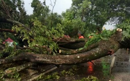 Pemkot Persilakan Angkot di Tangerang yang Tertimpa Pohon Tumbang Klaim Asuransi