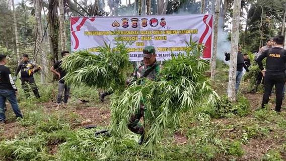 Tiga Hektare Ladang Ganja di Aceh Utara Dimusnahkan