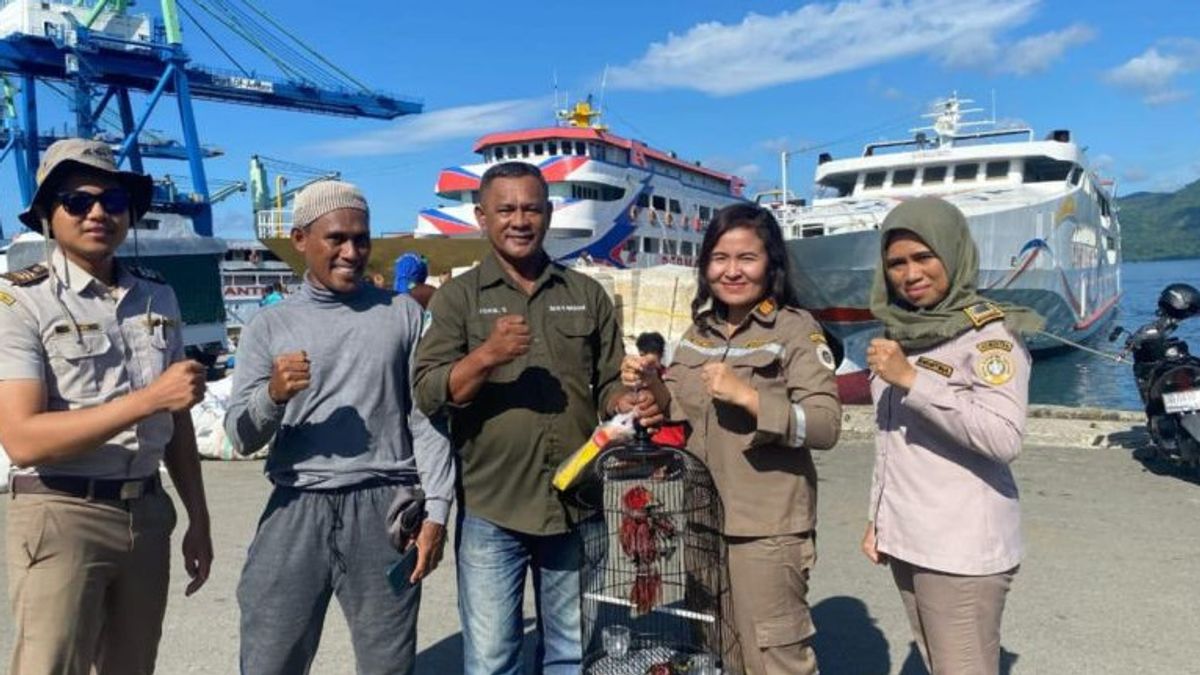 BKSDA تأمين 2 طيور Kasturi Ternate في ميناء أمبون