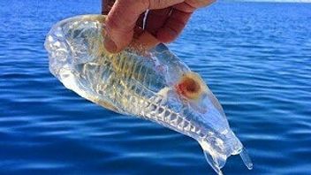 Les poissons de Salpa Maggiore sont souvent considérés comme déchets en plastique
