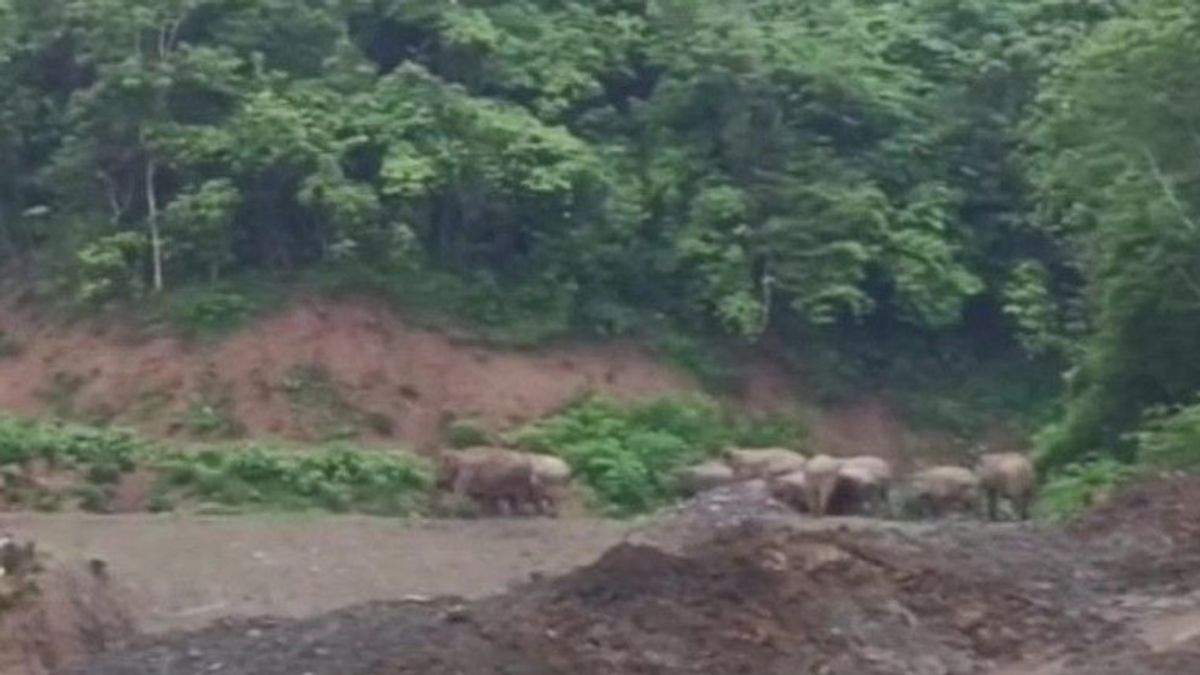 Gajah Berkeliaran di Pidie Sebabkan Aktivitas Petani Terganggu