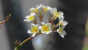 Fakta Menarik Tentang Bunga Kamboja, Bunga yang Mengandung Mitos