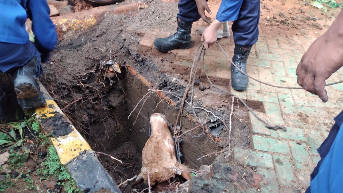 Sacrificial Cows Fall Into Infiltration Wells In Kemayoran, Evacuated Using Heavy Equipment
