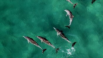 100 Dolphins Stranded In Cape Cod Successfully 'Evacuated'