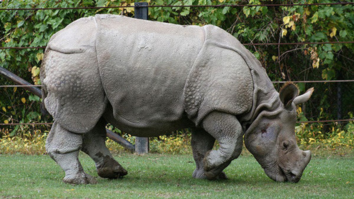Ministry Of Transportation Reveals The Population Of The Java-Sumatra Rhino That Remains About 100 Heads