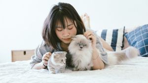 Punya Ikatan Emosional dengan Pemiliknya, Studi: Kucing Rumahan Bisa Merasa Cemburu