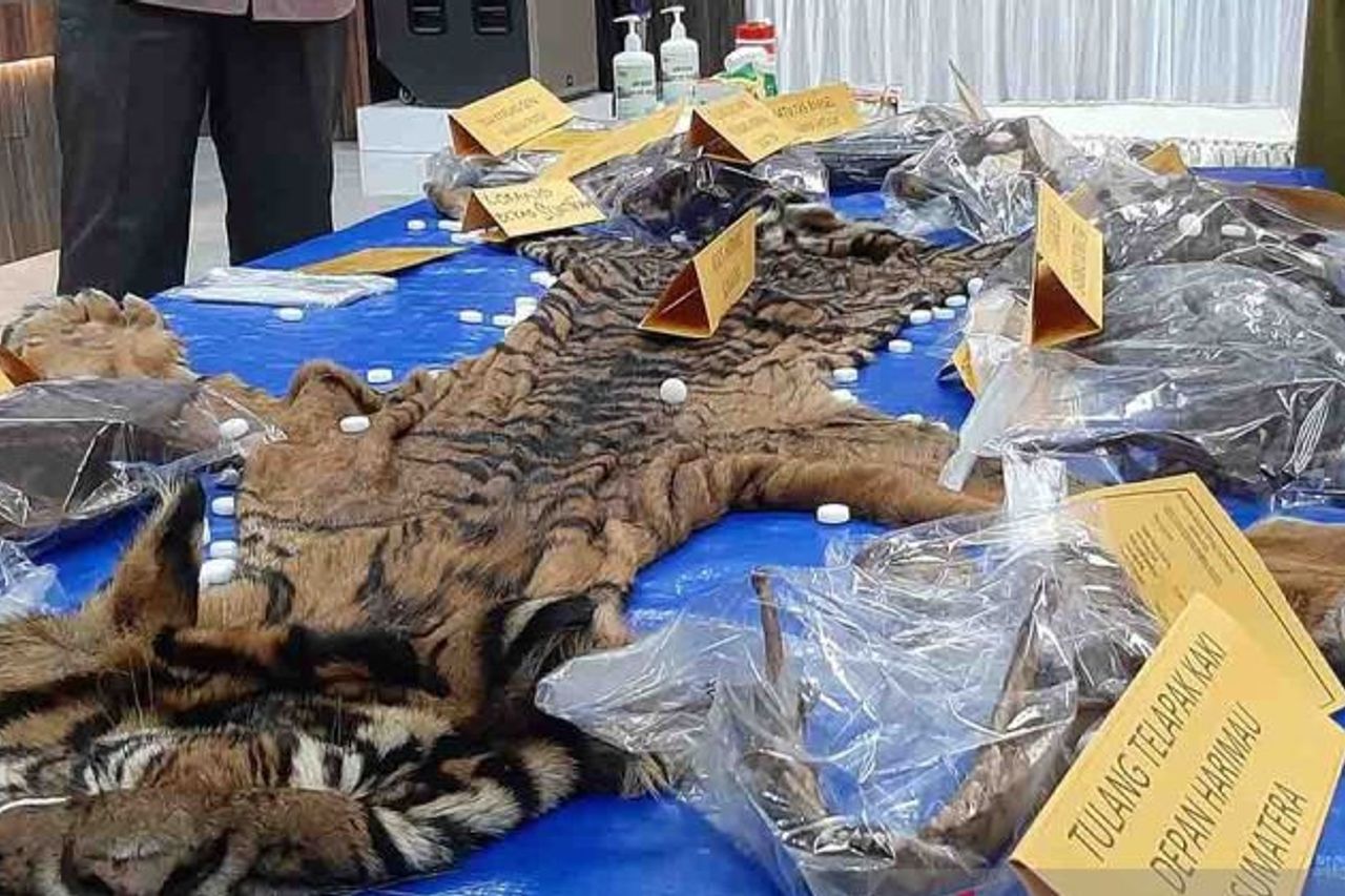 Prosecutor Demands Father-son Defendant Seller Of Tiger Skin 2 Years In Prison