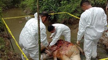 苏门答腊大象在东南亚齐森林地区被发现死亡