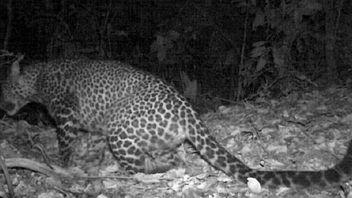 Un Léopard Capturé Par La Caméra Dans La Région Du Mont Sanggabuana, Karawang