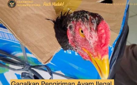 Karantina Gagalkan Pengiriman Ilegal Unggas ke Maluku Utara