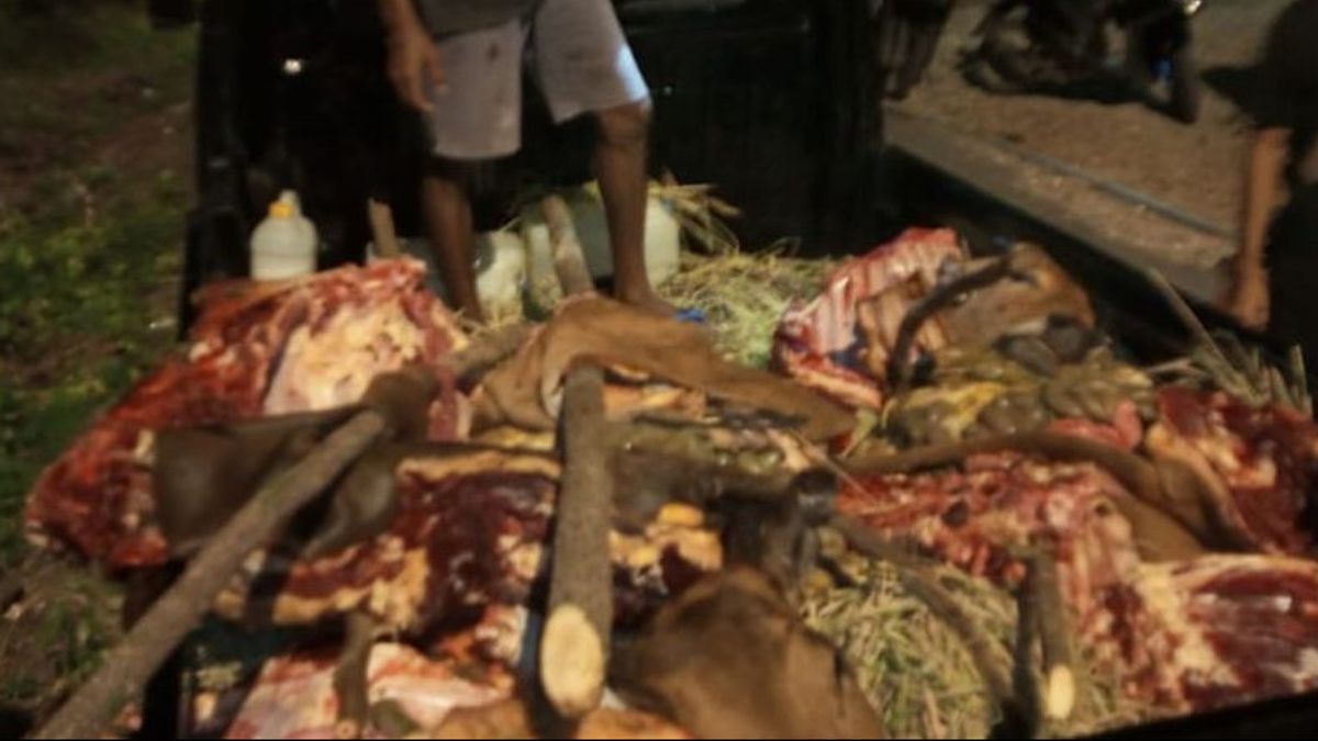 Polresta Kupang Selidiki Jaringan Pencuri Ternak Sapi dengan Cara Mutilasi 