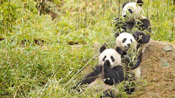 The World's Population Of Giant Pandas In Captivity Reaches 757 Heads