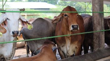 Ahead Of Eid-ul-Adha Lampung Farmers Lack Of PMK Drugs